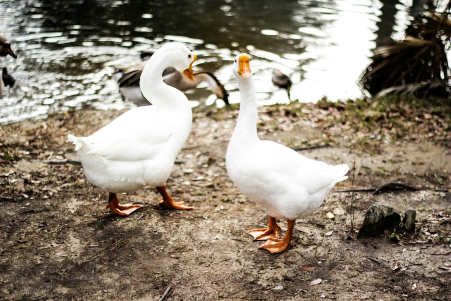 Geese Two white geese