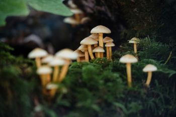 Mushrooms Nature