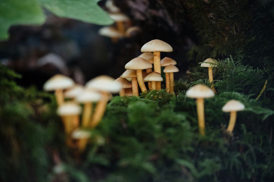 Mushrooms Nature  