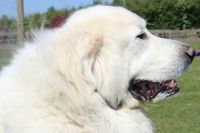 Desman Pyrenean Pyrenean mountain dog dogs,pyrenean mountain dog,large dogs