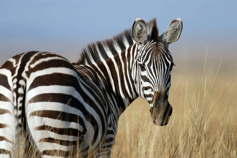 zebra Zebra in Maasai Mara 